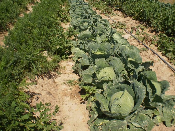 2012 Veg Prob Prgrm 24_595 2012 Veg Prob Prgrm 24_595