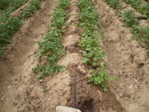 2012 Veg Prob Prgrm 4_595 2012 Veg Prob Prgrm 4_595