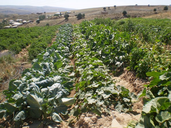 2012 Veg Prob Prgrm 9_595 2012 Veg Prob Prgrm 9_595
