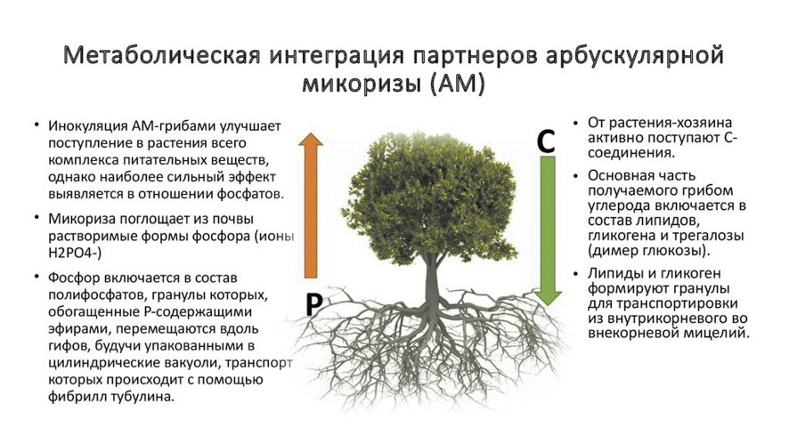 image0031_opt