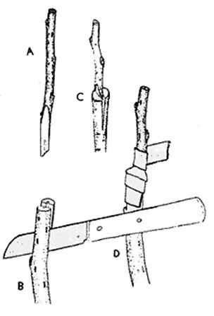 Peywent-5