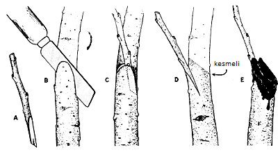 Peywent-6