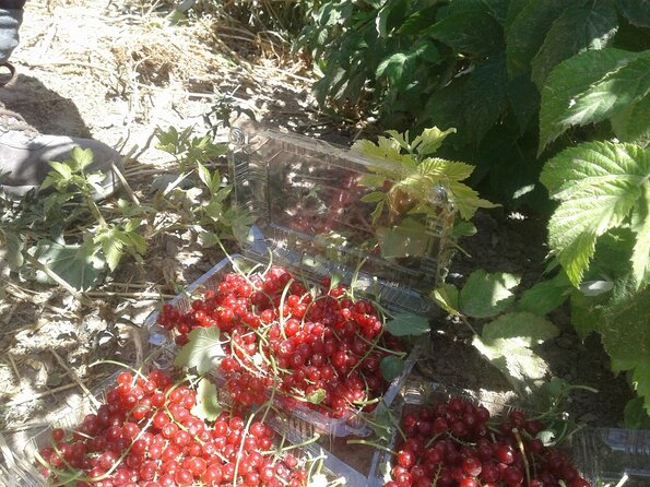 Red-Currant-Collected_1513685906_595